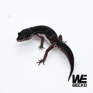 스노우 블랙나이트 인페르노