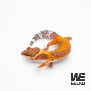 텐저린