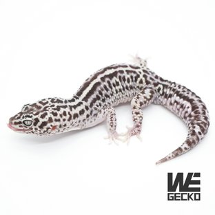 스노우 이클립스 블랙나이트