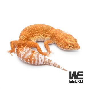 텐저린 트램퍼알비노