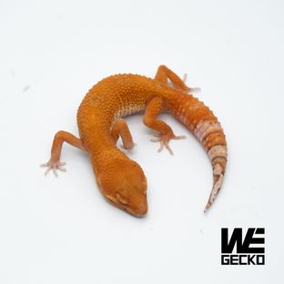 블러드 만다린 벨