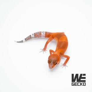 블러드 만다린 다크