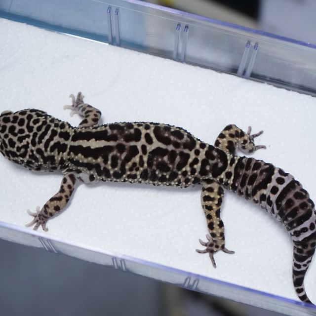 스노우 블랙나이트