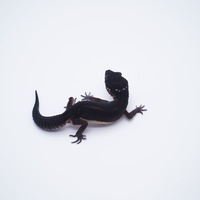 블랙나이트 인페르노