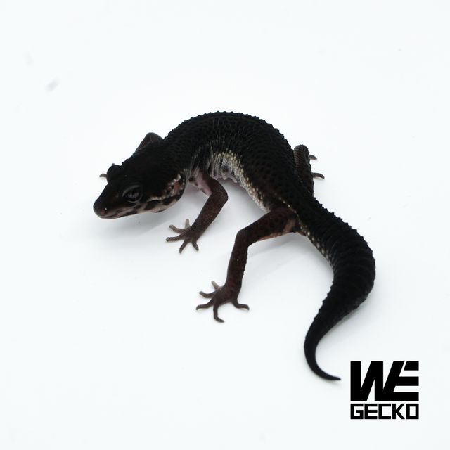 스노우 블랙나이트