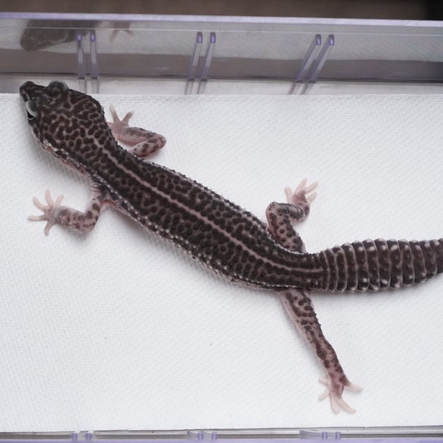 슈퍼스노우 블랙나이트