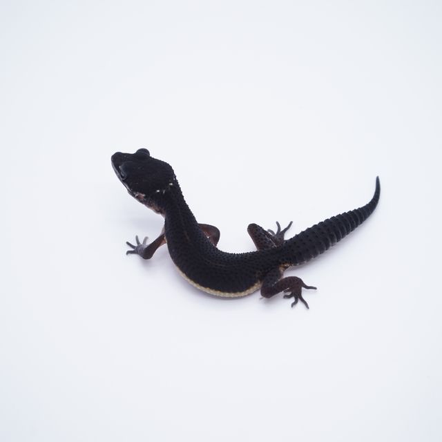 블랙나이트 인페르노