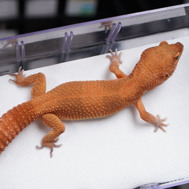 블러드 만다린 다크