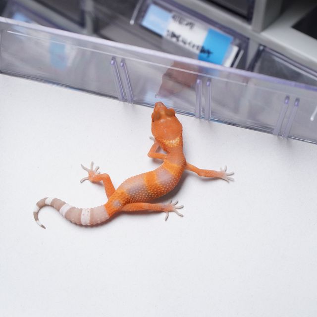 블러드 만다린 트램퍼알비노