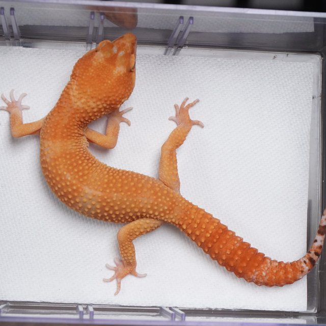 만다린 트램퍼알비노