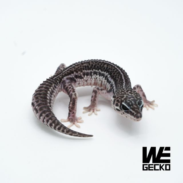 슈퍼스노우 블랙나이트