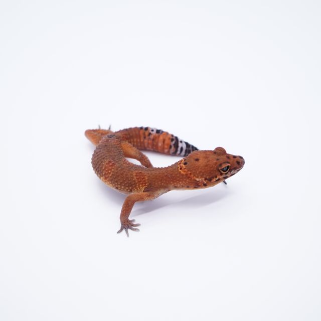 블러드 만다린