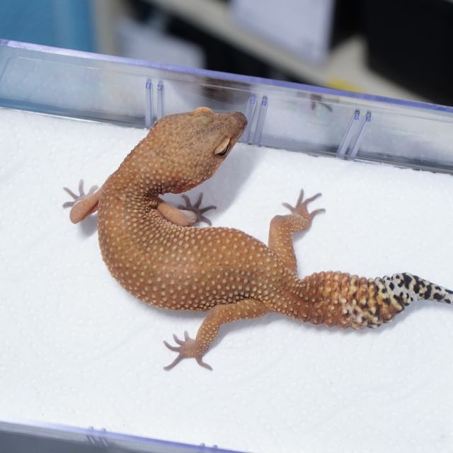 블러드 만다린