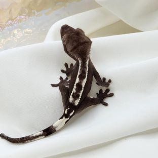 아잔틱