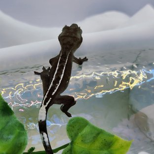 아잔틱
