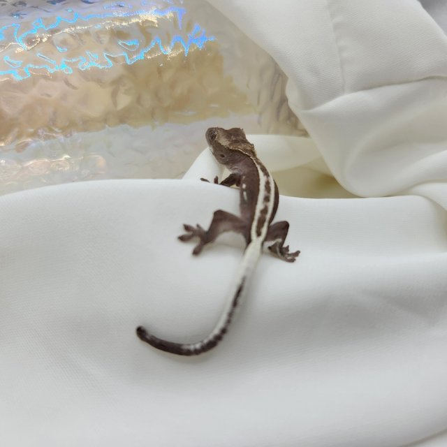 아잔틱 핀스트라이프