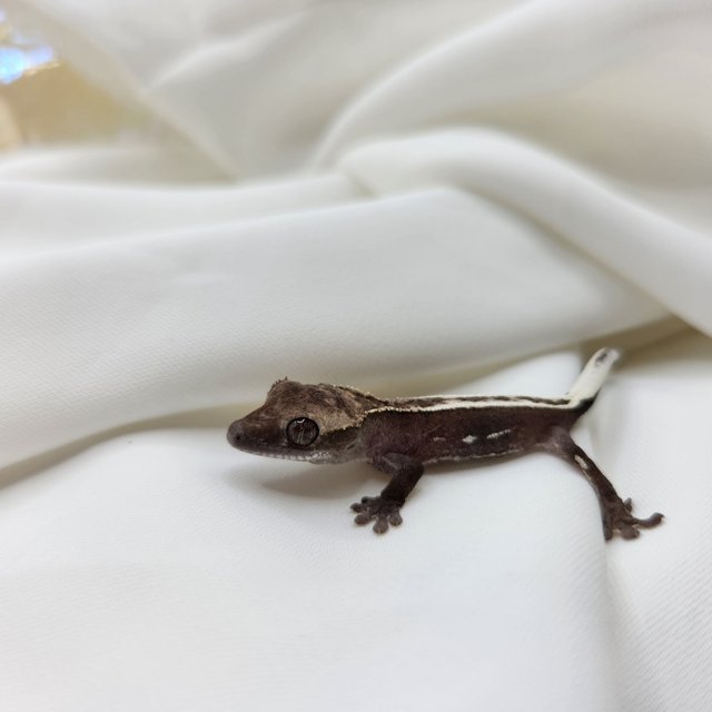 아잔틱 핀스트라이프