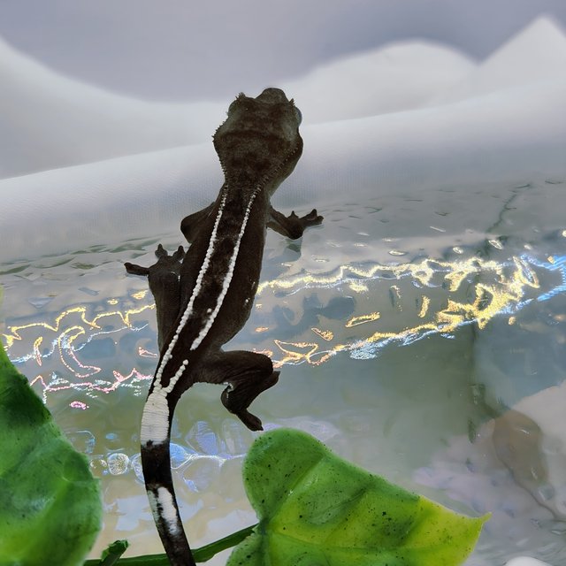 아잔틱