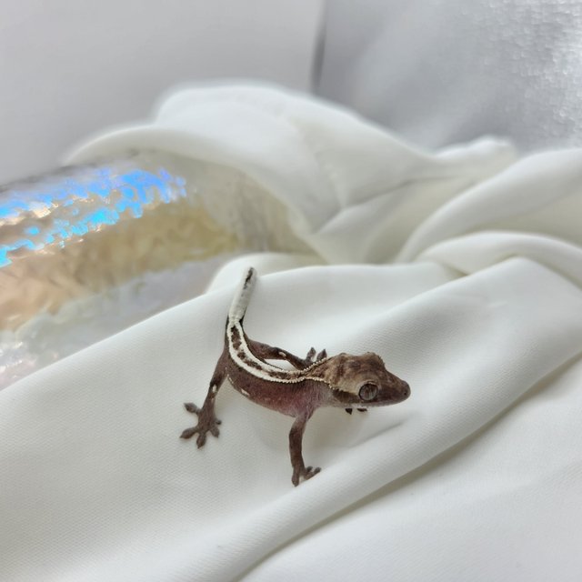 아잔틱 핀스트라이프