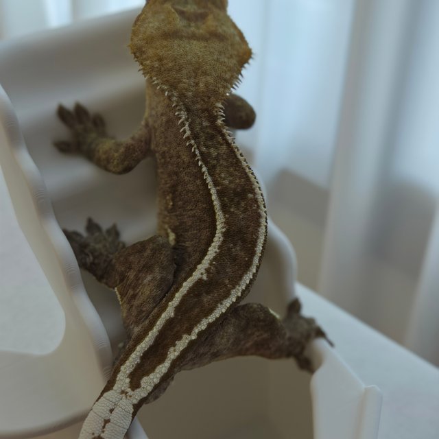 아잔틱