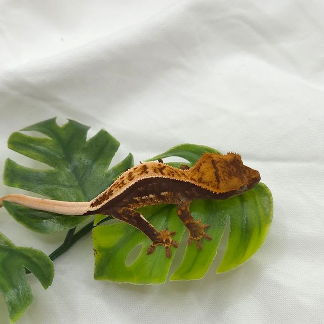 100%헷아잔틱