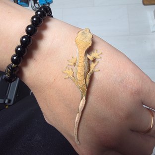 노멀 100%헷아잔틱