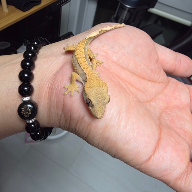 노멀 100%헷아잔틱