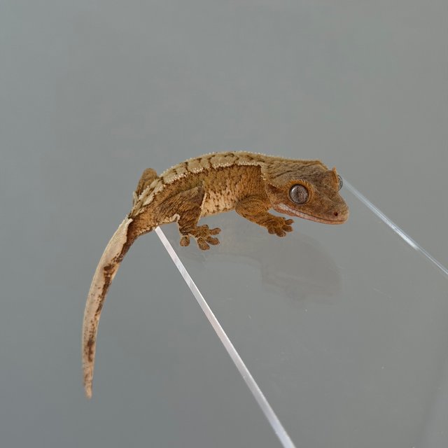 크림시클 크림 옐로우