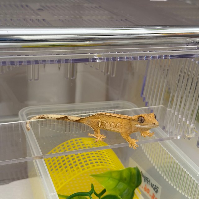 크림시클 크림 옐로우