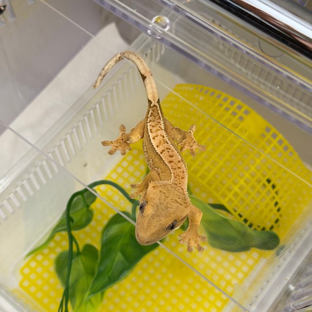 크림시클 크림 옐로우