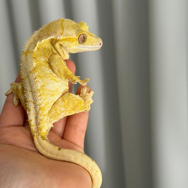 크림시클 크림 옐로우