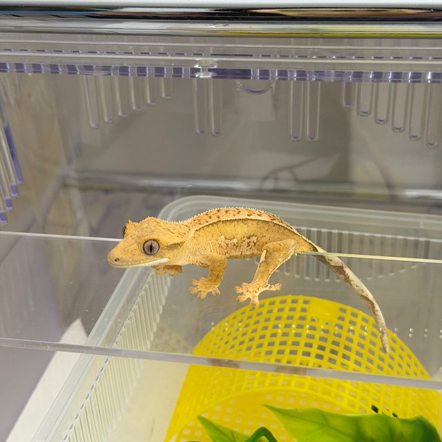 크림시클 크림 옐로우