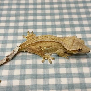 바나