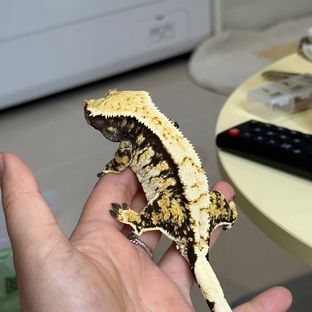 버터