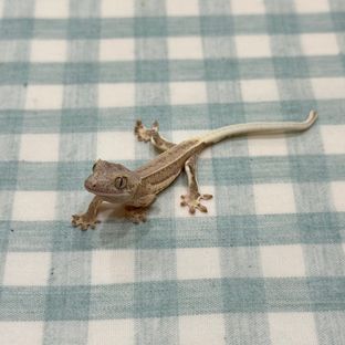 크림 옐로우 팬텀 릴리화이트