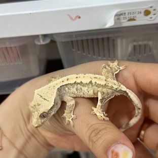 트라이 익스트림할리퀸