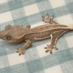 동배