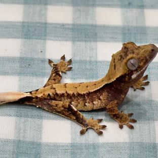 화이트 블랙 익스트림할리퀸 드리피