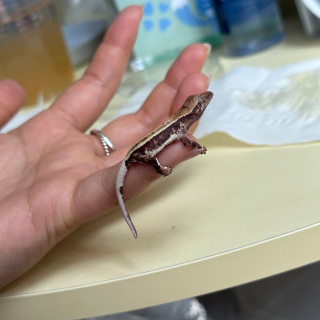 릴리화이트 트라이