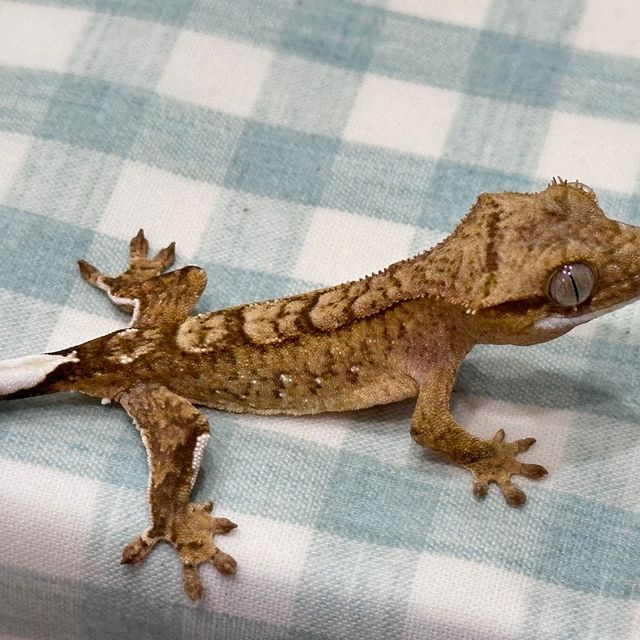 브린들 옐로우 크림