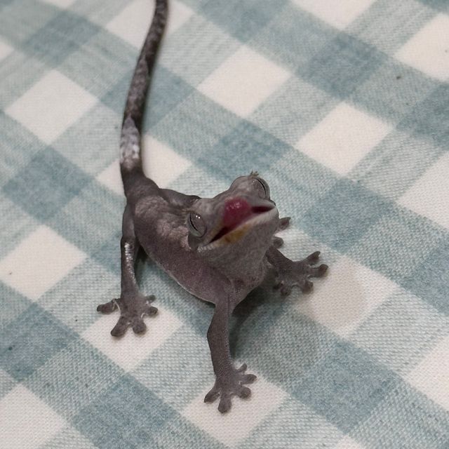 아잔틱