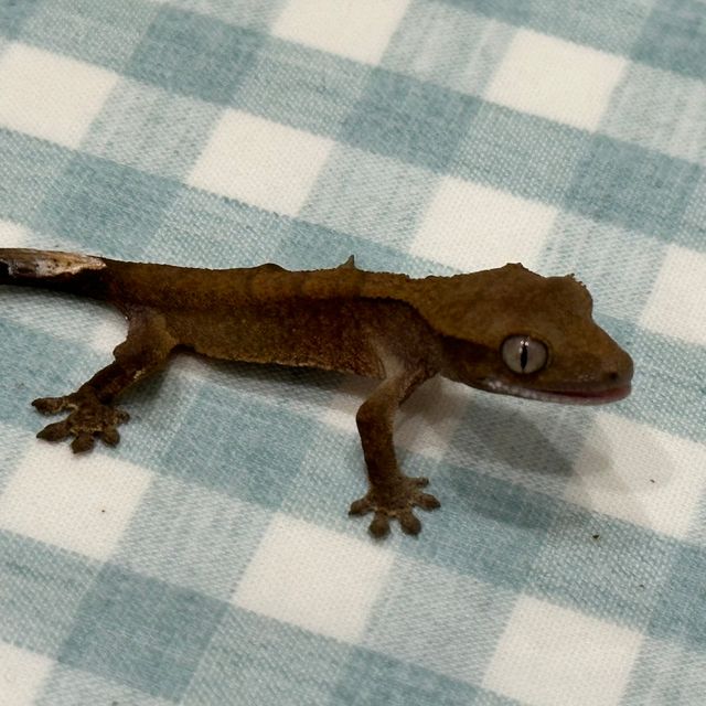 알티 챠콜
