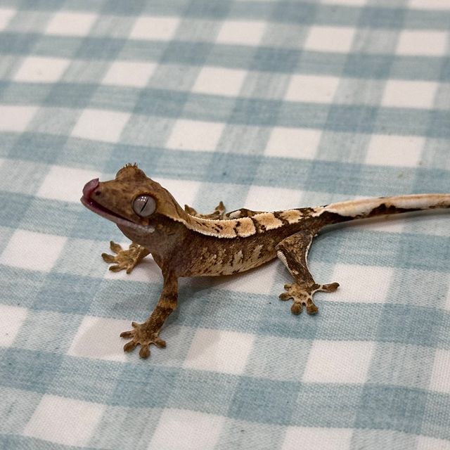 트라이 드리피 익스트림할리퀸 화이트