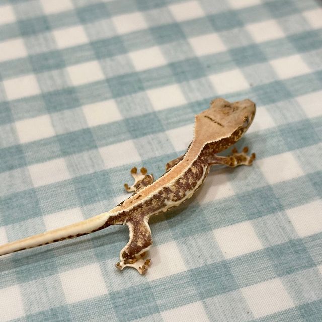 릴리화이트 드리피 크림