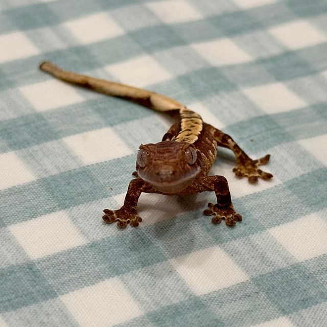 트라이 드리피 익스트림할리퀸