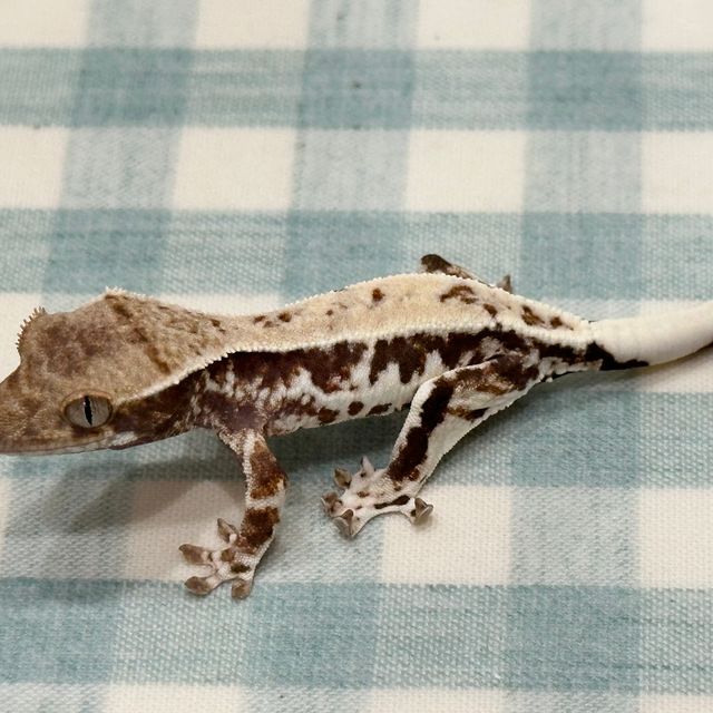 프라푸치노