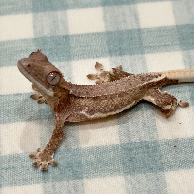 릴리화이트 팬텀 옐로우 크림