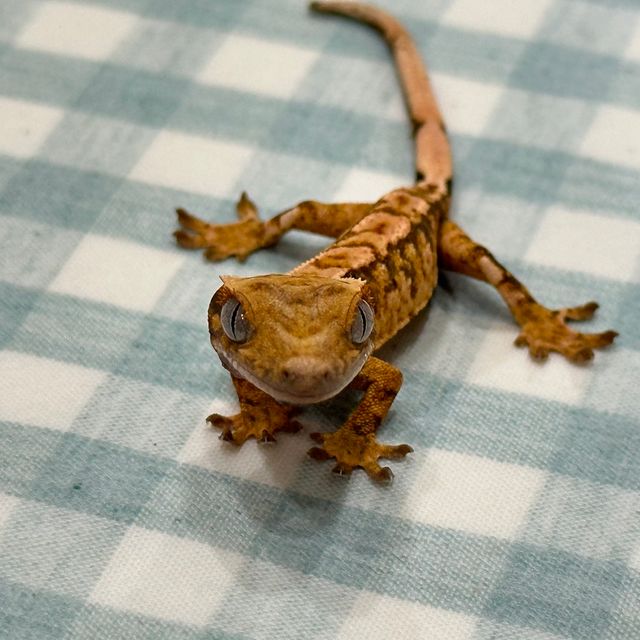 트라이 익스트림할리퀸 텐저린