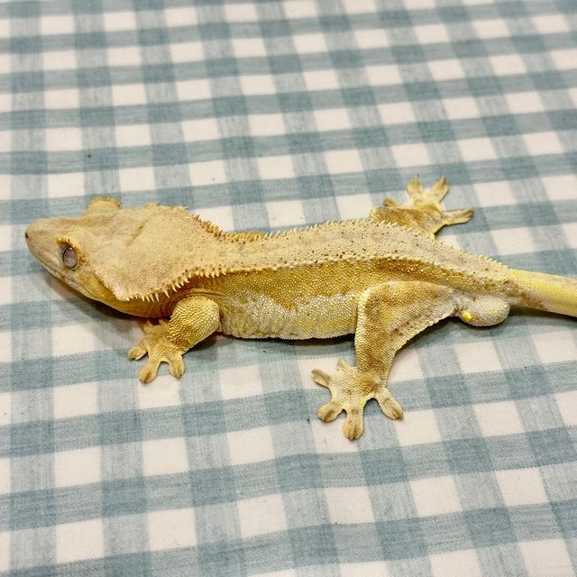 릴리화이트 팬텀 옐로우 크림 크림시클