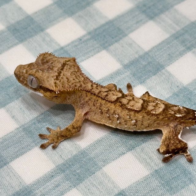 브린들 옐로우 크림